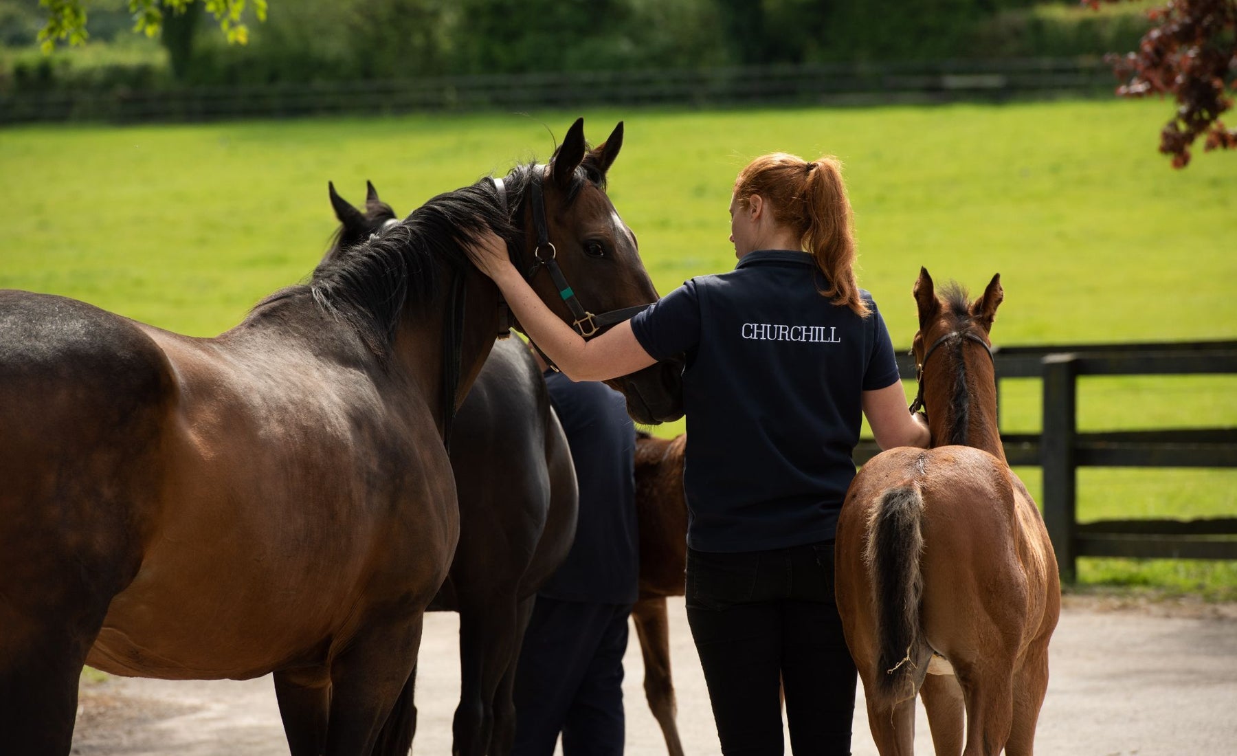 Racehorse Churchill and handler with other horses and foals at Coolmore Stud
