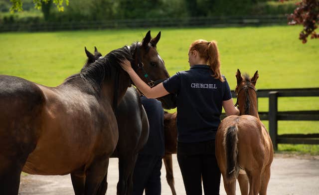 Tipperary Tales & Tastes by Horse Country