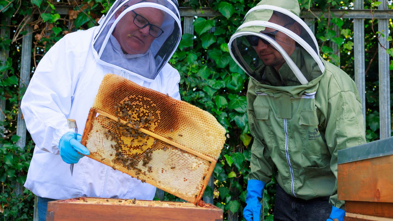 Visit A History of Beekeeping- Heritage Week with Discover Ireland