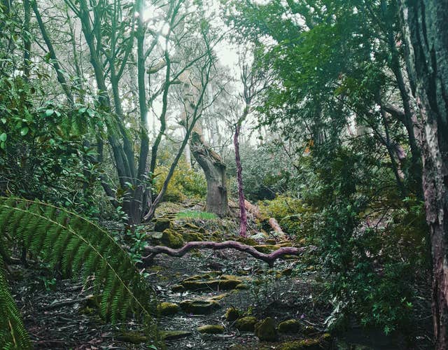 Danú Forest Bathing