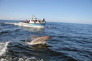 Image of boat and dolphin