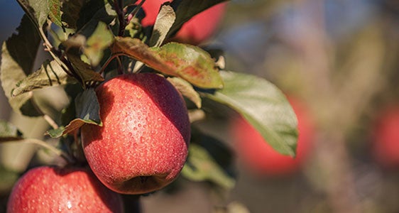 [external Link]: Azienda agricola Laimburg