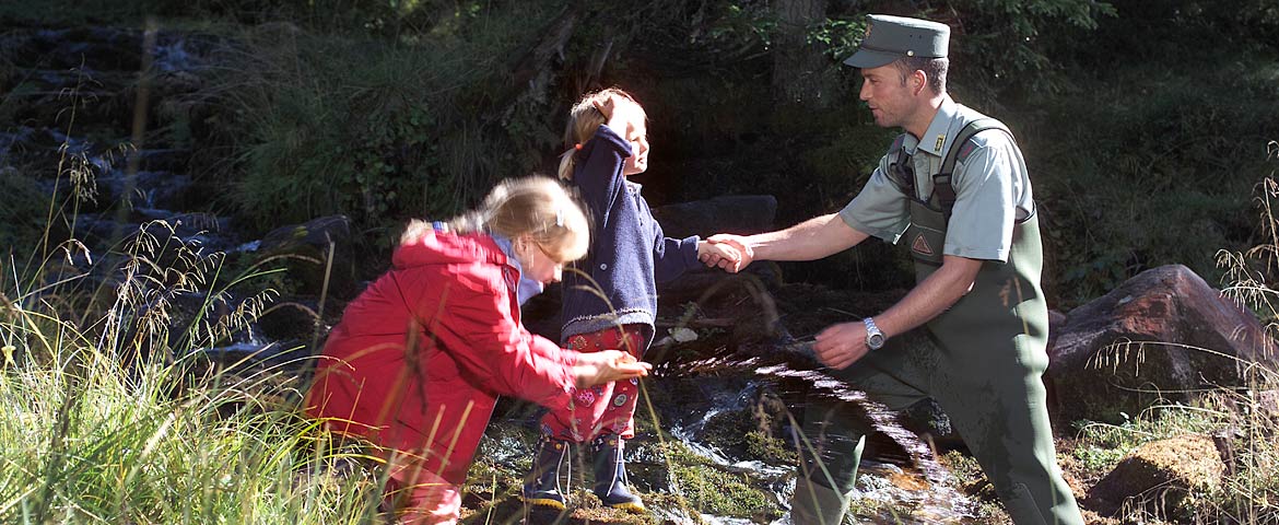 [external Link]: Forestry service