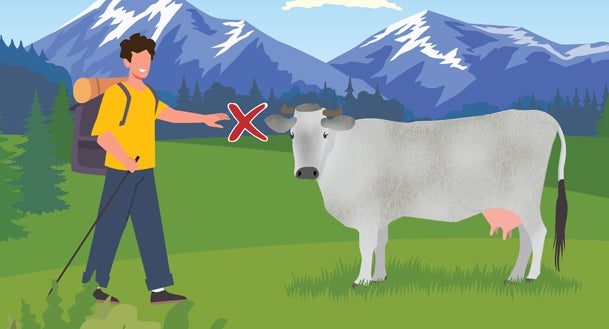 The RIGHT way to walk on the mountain pasture
