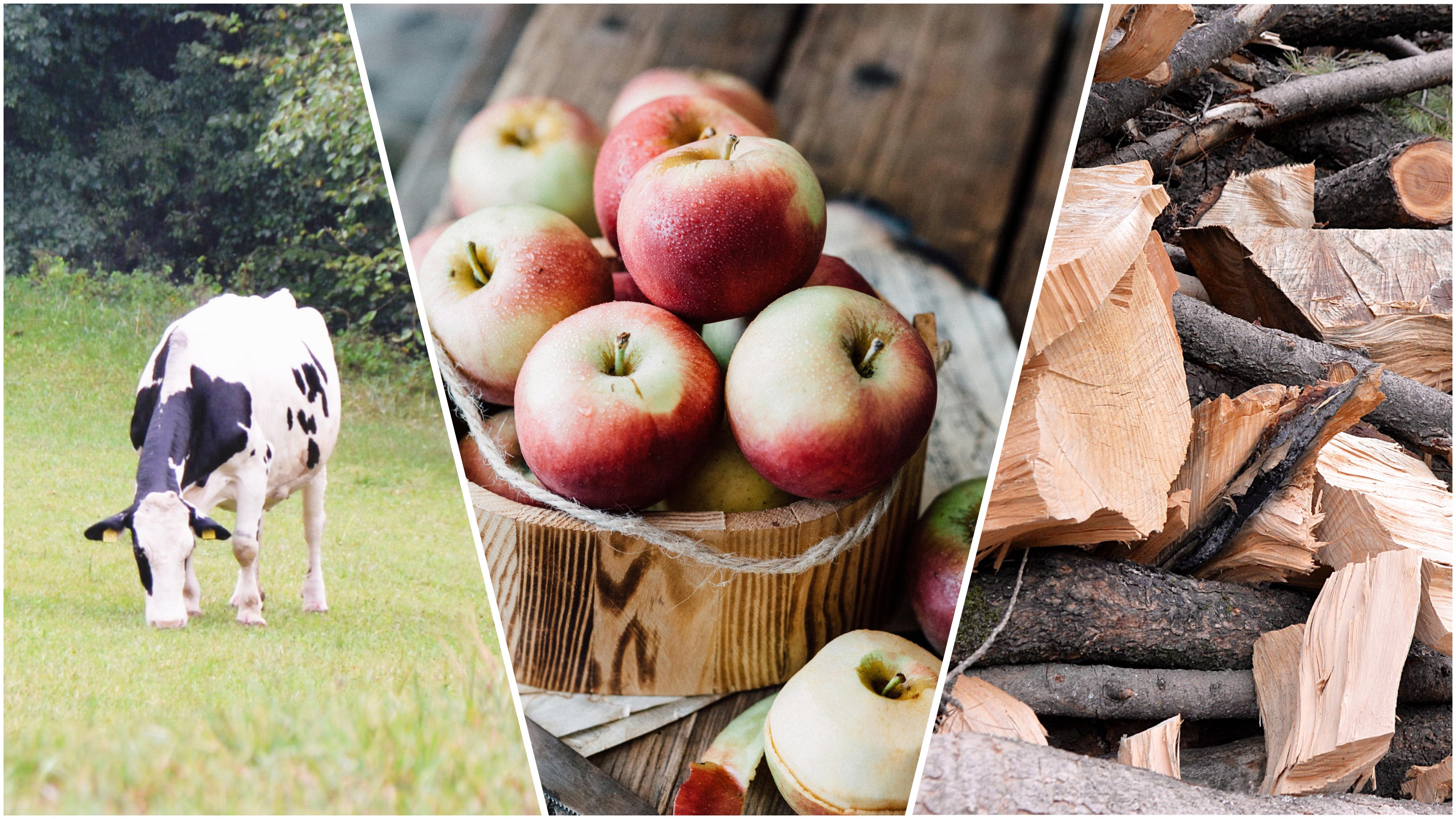 Agricoltura e foreste (Foto: ASTAT/Vetrari Giulia, Pexels/Pixabay)