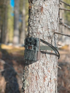 Le fototrappole hanno il compito di fornire dati preziosi sulla distribuzione delle diverse specie animali, per creare una base solida di informazioni utili alla gestione della fauna selvatica a lungo termine. (Foto: Ufficio provinciale Gestione fauna selvatica)