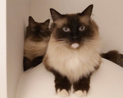 Gli antibiotici devono essere somministrati con moderazione non solo all'uomo, ma anche agli animali. (Foto: ASP)