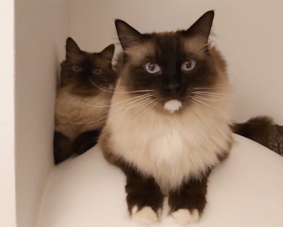 Gli antibiotici devono essere somministrati con moderazione non solo all'uomo, ma anche agli animali. (Foto: ASP)