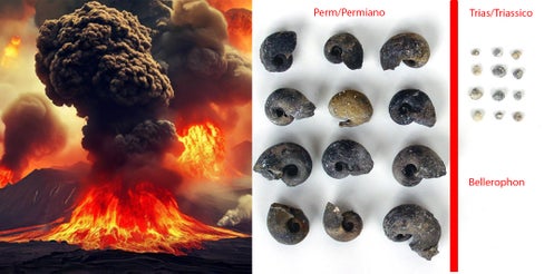 Eruzione vulcanica e fossili. (Foto: Museo Ladin)