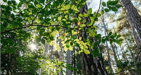 Über die Hälfte der Südtiroler Landesfläche ist von Wald bedeckt: Wir brauchen den Wald, und der Wald braucht uns. (Foto: Benjamin Pfitscher)