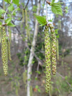 Sehr häufige Verursacher von Heuschnupfen sind die Pollen der Birke. (Foto: Landesagentur für Umwelt und Klimaschutz/Widmann)