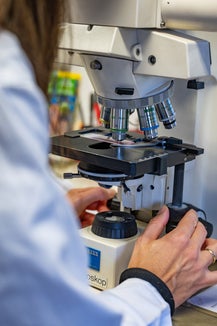 Große Genauigkeit und Konzentration gefordert: Die Pollen werden am Lichtmikroskop 
ausgezählt und bestimmt und daraus die Pollenkonzentrationen pro Kubikmeter Luft
errechnet. (Foto: Greta Stuefer)
