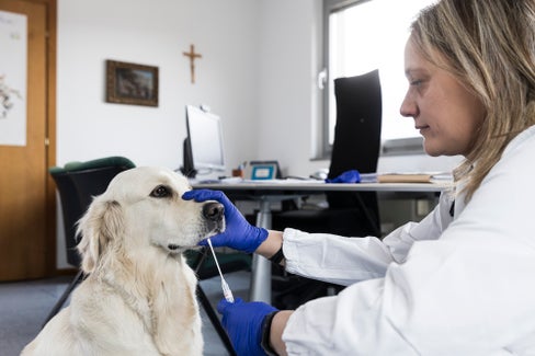 Un cane dal veterinario. (Foto: ASP/Tiberio Sorvillo)