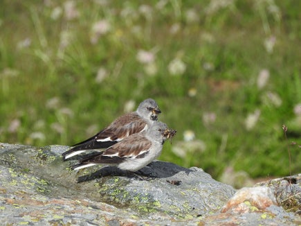 Le finch da nëi é tl prigo a gaujia di tröc inzesć. (Foto: Mattia Brambilla) 
