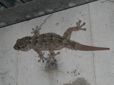 Gewöhnlicher Gecko Tarentola mauritanica. (Foto: Massimo Morpurgo)