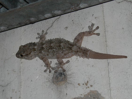 Geco comune W, Bolzano 19 giugno 2007 (Foto di:  Massimo Morpurgo)