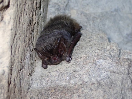 L'immagine mostra il pipistrello Barbastella barbastellus. (Foto: Eva Ladurner)