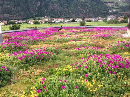 Neben vielen Vorteilen entlasten Gründächer auch die Kanalisation: Denn sie speichern Regenwasser, das durch Verdunstung nach und nach wieder dem natürlichen Wasserkreislauf zugeführt wird. (Foto: Monika Pichler) 
