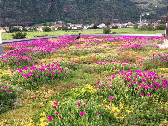 Oltre ai numerosi vantaggi, i tetti verdi alleggeriscono anche il sistema fognario, poiché immagazzinano l'acqua piovana, che viene gradualmente reimmessa nel ciclo naturale dell'acqua attraverso l'evaporazione. (Foto: Monika Pichler)