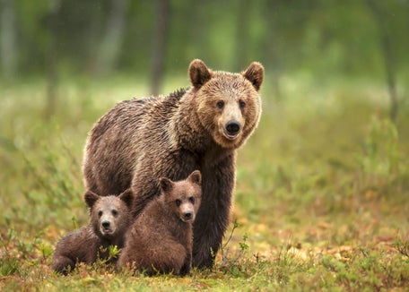 Nella sala per gli eventi di San Cassiano, Filippo Zibordi presenta il suo libro “L’uomo e l’orso possono convivere?”. (Foto: iStock)