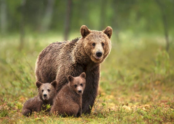 Nella sala per gli eventi di San Cassiano, Filippo Zibordi presenta il suo libro “L’uomo e l’orso possono convivere?”. (Foto: iStock)