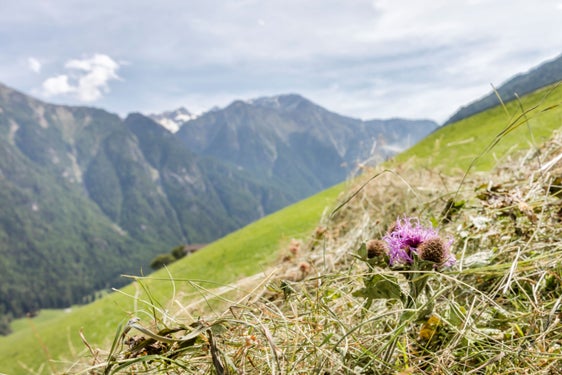 Fino al 28 giugno, i giovani al di sotto dei 41 anni che acquistano o assumono un’azienda agricola possono presentare domanda di aiuto all’insediamento. (Foto: IDM/Frieder Blickle)