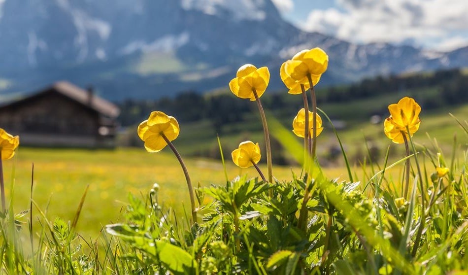 Monitoraggio della Biodiversità in Alto Adige