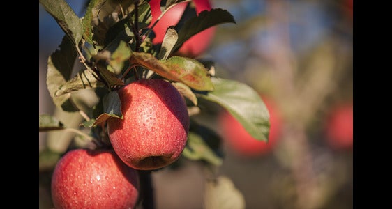 Mele rosse sull'albero (@IDM/Südtiroler Apfelkonsortium/Manuel Kottersteger)