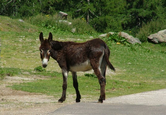 Neben Pferden zählen auch Esel (im Bild) und Kreuzungen zwischen beiden zu den Equiden. (Foto: LPA/Landestierärztlicher Dienst) 