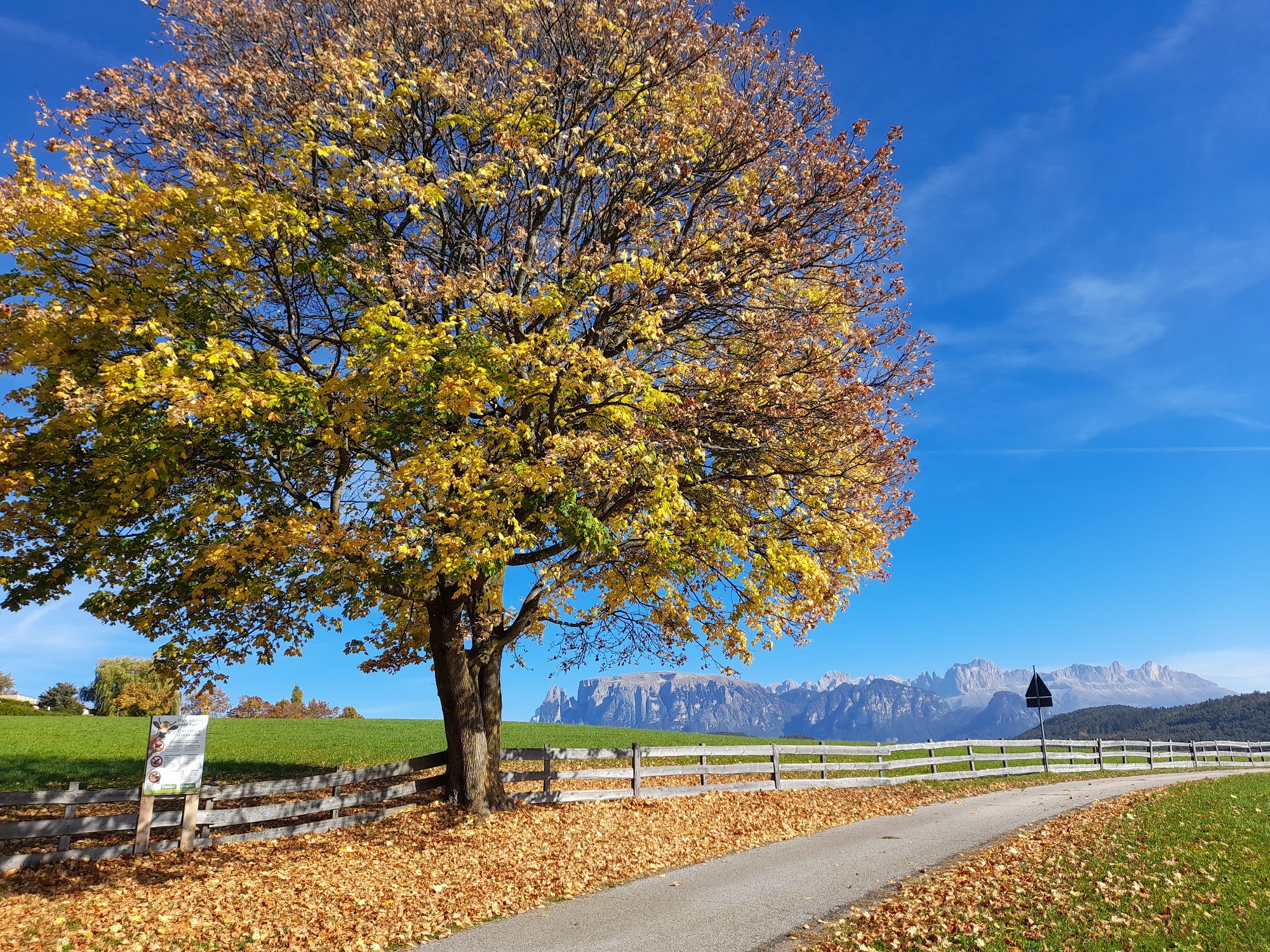 Goldener Herbst: Ahorn in Oberbozen mit dem Schlernmassiv im Hintergrund am Montag, dem 17. Oktober (Foto: LPA/Maja Clara)