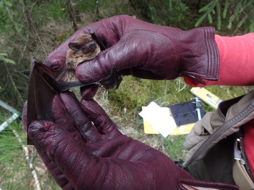 Finden Forscherinnen und Forscher Fledermäuse in Fledermauskästen, so werden sie vermessen und bestimmt und danach an Ort und Stelle wieder freigelassen. (Foto: Josef Hackhofer)

