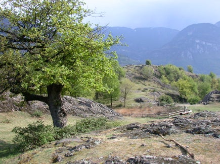 Natura-2000-Gebiet Castelfeder: Erhaltungsmaßnahmen sind hier die Umzäunung des Wurmsees und die Beweidung des Trockenrasens, der ein Natura-2000-Lebensraum ist. (Foto: Martin Schweiggl)