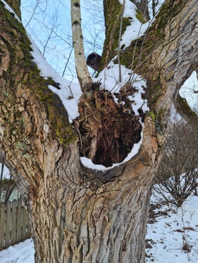 In Absprache zwischen Wildbachverbauung und Gemeinde Bruneck, der Stadtgärtnerei und dem Bauhof sowie der Freiwilligen Feuerwehr Bruneck wurde beschlossen, zwei große Pappeln bei der Bruder-Willram-Straße zu entfernen und zwei zu sanieren; im Bild eine Detailaufnahme einer dieser Pappeln. (Foto: LPA/Landesamt für Wildbach- und Lawinenverbauung Ost)