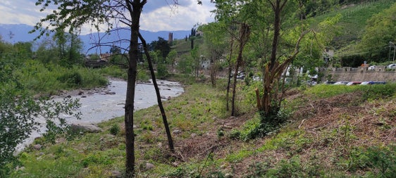 Per motivi di sicurezza la vegetazione lungo il Talvera viene regolarmente diradata; la foto è stata scattata durante i lavori dell'anno scorso sul lato destro orografico sotto la stazione a valle della funivia di San Genesio. (Foto: ASP/Ufficio bacini montani Nord) 