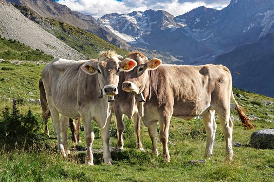 Il premio per il pascolo negli alpeggi costituisce uno strumento di sostegno mirato volto a favorire l’allevamento di bovini ed equini nei pascoli alpini. (Foto: USP/Ufficio provinciale Zootecnia, Ripartizione provinciale Agricoltura)