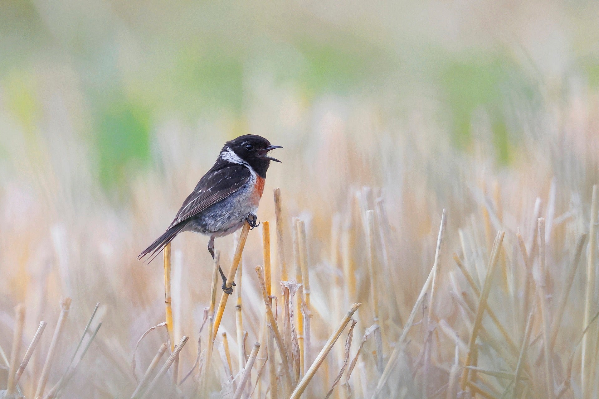 Wiesenbrüter wie das Schwarzkehlchen profitieren von späten Mähterminen auf der Malser Haide. Fördergelder machen das spätere Mähen auch für die Landwirtinnen und Landwirte attraktiver. (Foto: Pixabay/sharkolot)
