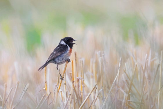 Wiesenbrüter wie das Schwarzkehlchen profitieren von späten Mähterminen auf der Malser Haide. Fördergelder machen das spätere Mähen auch für die Landwirtinnen und Landwirte attraktiver. (Foto: Pixabay/sharkolot)