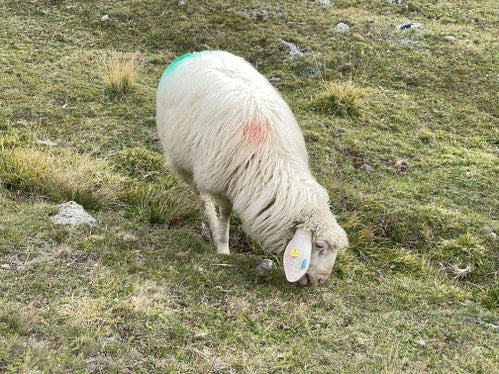 Acquistando il sale per le pecore, quest'estate la Provincia autonoma di Bolzano ha potuto sostenere per la prima volta gli agricoltori in vista della transumanza. (Foto: USP/Gnews)