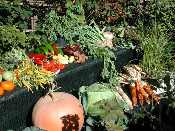 Nelle Cooperative agricole delle zone produttive è privilegiata la vendita di alimentari di produzione propria. (Foto: ASP)