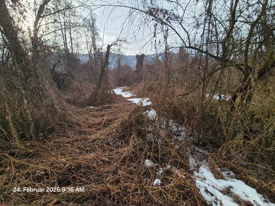 Das Amt für Wildbach- und Lawinenverbauung Ost hat bei der Rienz in der Örtlichkeit Heilig Kreuz in St. Lorenzen begonnen, einige Bäume zu fällen und Sträucher zurückzuschneiden, um die gesamte Fläche um etwa eineinhalb Meter abzusenken. (Foto: Amt für Wildbach- und Lawinenverbauung Ost in der Agentur für Bevölkerungsschutz)