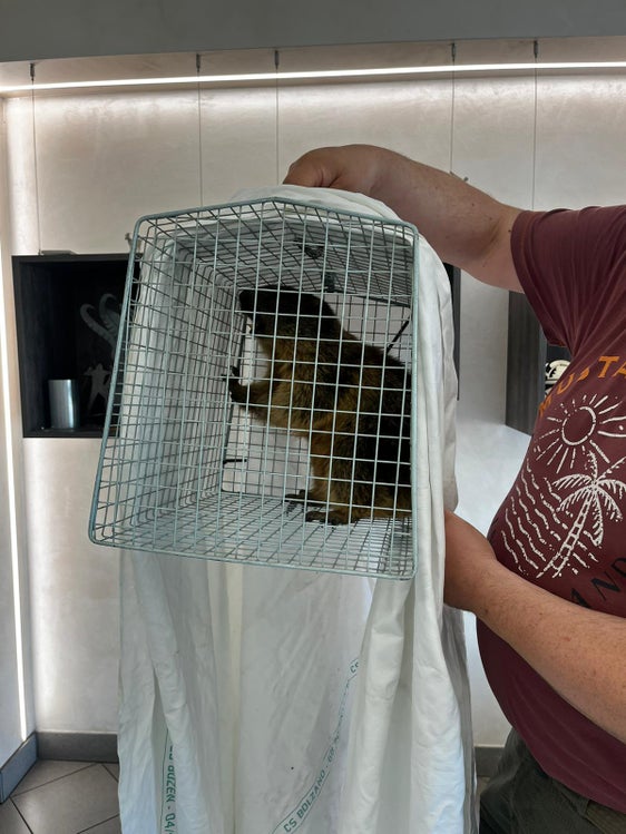 Aus voller Brust pfiff das Murmeltier im Transportkäfig, als es in St. Jakob/Leifers eingefangen wurde. Weil es gesund war, wurde es in der Nähe der nächsten Murmeltierkolonie freigelassen: Am Weißhorn am Jochgrimm. (Foto: LPA/ Alberto Palmarin)