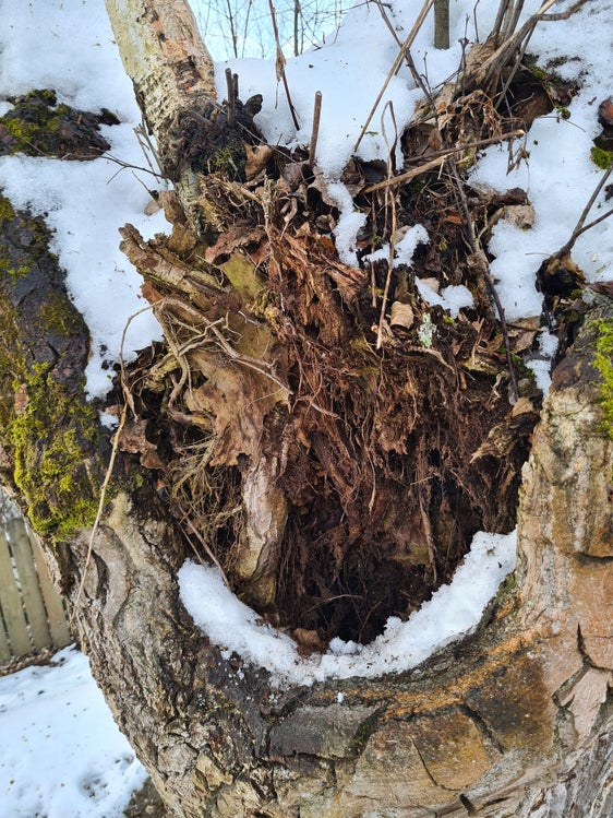 In der kommenden Woche beginnt das Landesamt für Wildbachverbauung Ost in der Agentur für Bevölkerungsschutz mit den regelmäßigen Pflegemaßnahmen zum Schutz des Uferdammes entlang der Rienz im Stadtgebiet Bruneck; dazu gehört auch das Entfernen morscher Bäume, einer davon im Bild. (Foto: LPA/Landesamt für Wildbach- und Lawinenverbauung Ost)