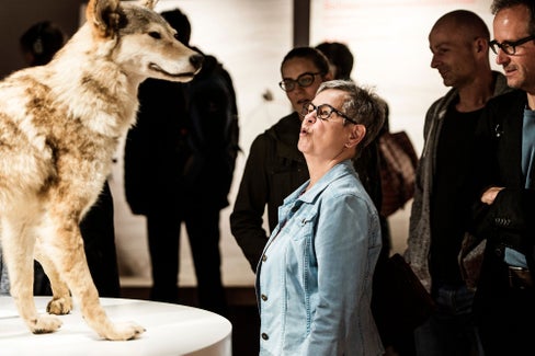 Nel Centro visite del Parco naturale Fanes-Sennes-Braies a San Vigilio di Marebbe verrà presentata la mostra “Il lupo è tornato - una mostra umana”, che riprende il tema controverso del ritorno del lupo sulle Alpi.  (Foto: Museo Alpino Svizzero)