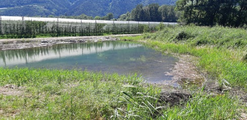 Im Biotop Englisch Moos östlich von Naturns sind umfassende Renaturierungsmaßnahmen abgeschlossen worden. (Foto: LPA/Amt für Natur)