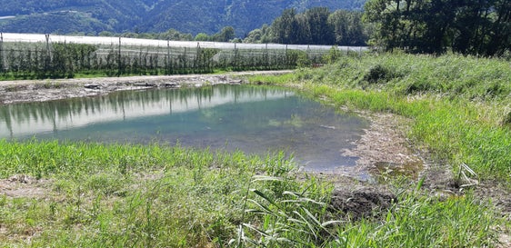 L'Ispettorato forestale di Merano, in collaborazione con l'Ufficio natura della Provincia, ha effettuato un'ampia opera di rinaturalizzazione nel biotopo Englisch Moos (Foto: ASP/Ufficio natura/Valentin Schroffenegger)
