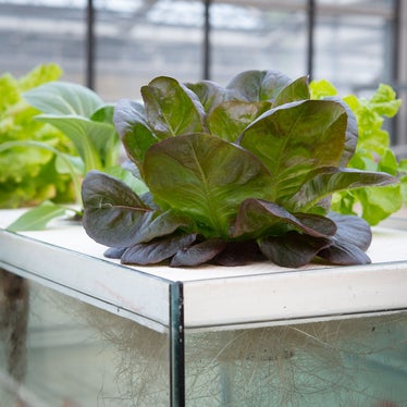 Eine Salatpflanze, die durch Aquaponik-Anbau im nährstoffreichen Wasser Wurzeln bildet. (Foto: LPA)