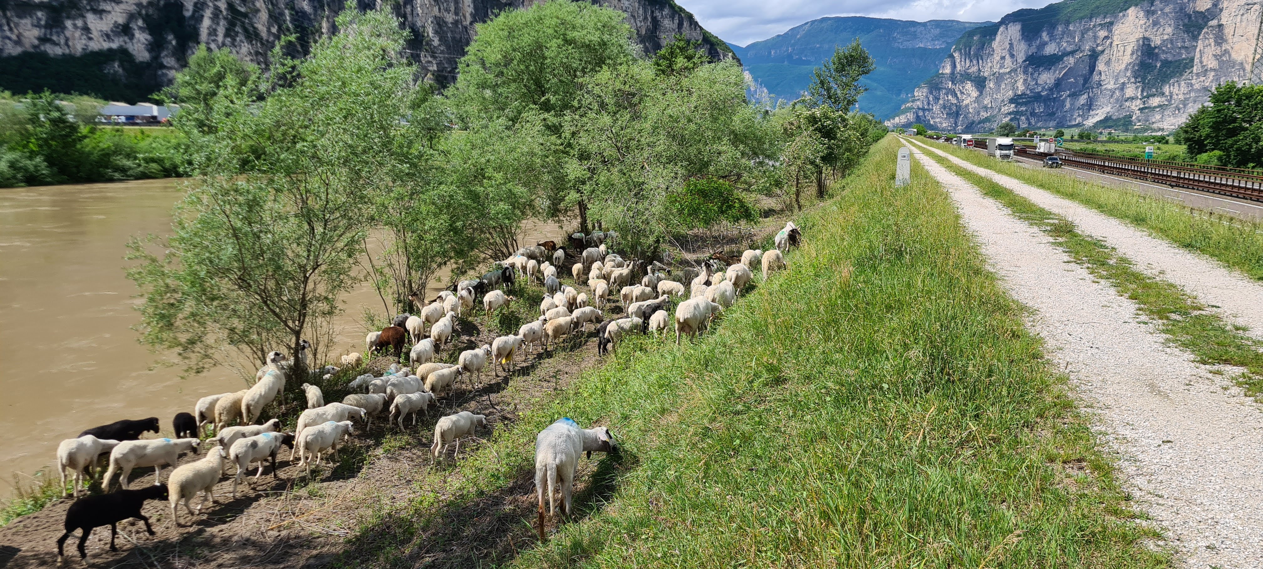 Mäh-Arbeit: Auch die Schafe sind nach ihrem Sommeraufenthalt auf der Alm auf die Uferböschungen zurückgekehrt und werden nach dem erfolgreichen Projektstart vor zwei Jahren auch heuer wieder als zusätzliche innovative und nachhaltige Rasenmäher eingesetzt. (Foto: LPA/Landesamt für Wildbach- und Lawinenverbauung Süd)