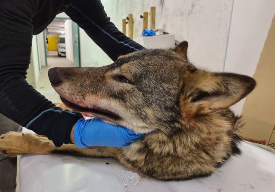 Das tote Tier wird gründlich untersucht. (Foto: LPA/Amt für Jagd und Fischerei)