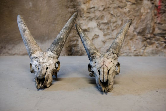 12 vollständige Steinbockschädel samt Hörnern und viele Knochen- und Hornreste sind im Juli am Gipfelplateau des Lodner auf über 3000 Metern gefunden worden. Sie sind 7000 Jahre alt. Im Labor wird versucht, mit Hilfe der Überreste weitere Fragen zu beantworten. (Foto: LPA/Claudia Corrent)