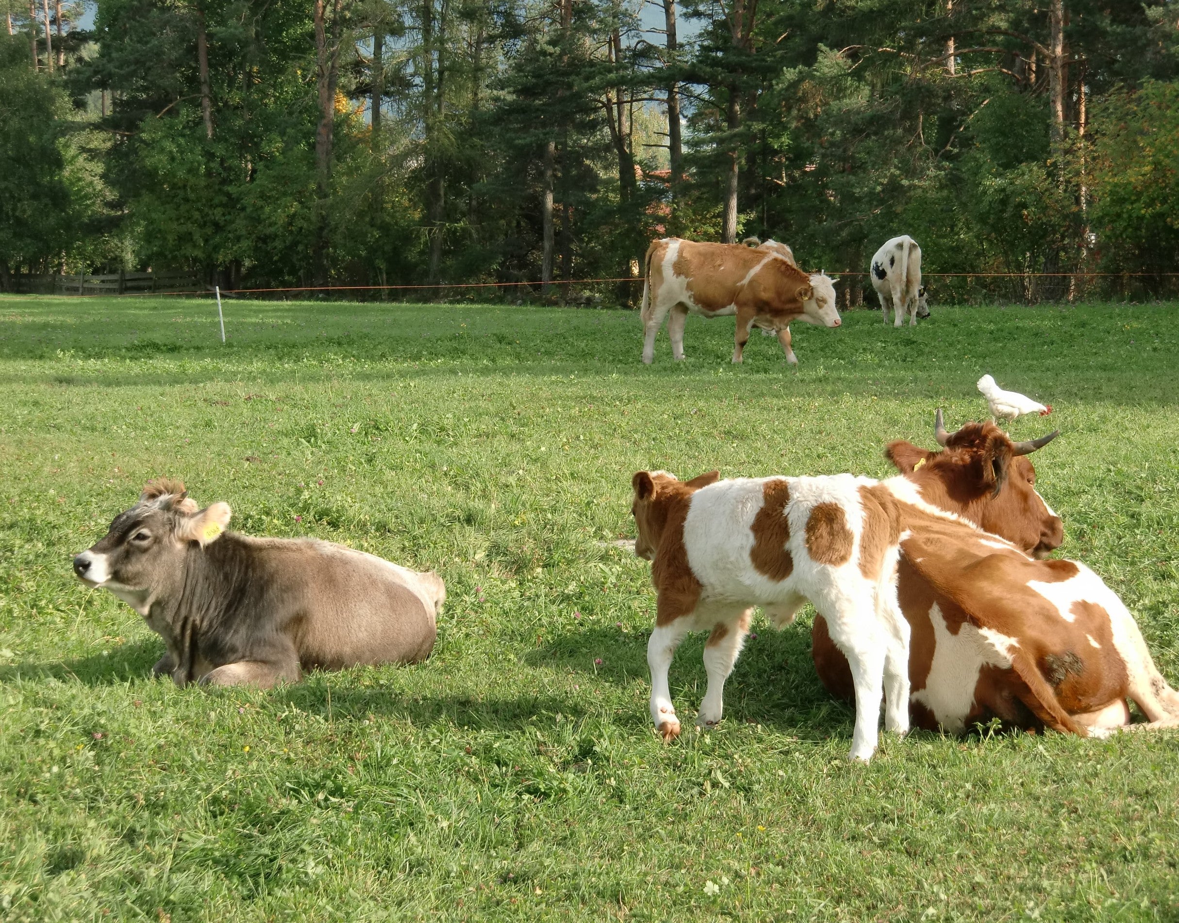 Alle Sektoren der Landwirtschaft - im Bild Viehhaltung - setzen sich mit Strategien der Nachhaltigkeit auseinander. LR Schuler: Ziel ist, Umwelt und kleinstrukturierte Landwirtschaft gemeinsam erhalten. (Foto: LPA/Abteilung Landwirtschaft)